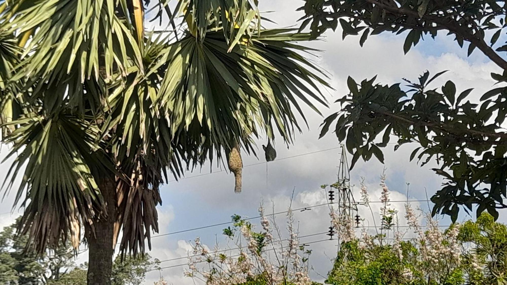Wild View Stay Habarana Εξωτερικό φωτογραφία